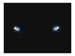 Spyder Auto 5009791 Halo Projector Headlights; 1 pc.; Bulbs Included; Pair; Chrome; - Truck Part Superstore